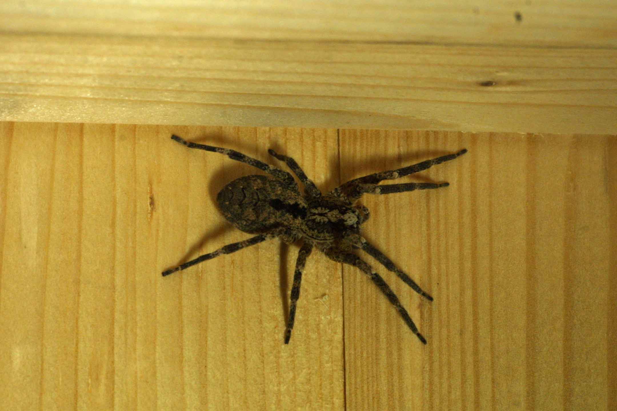Zoropsis spinimana